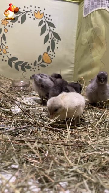 5 серых цыплят на соломке в детской кроватке 🐣 (9)