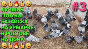 🤣🔥👍 Лучшие голуби Батайска на ярмарке в Ростове на Дону! Птичий рынок 19.04.26. Часть 3.