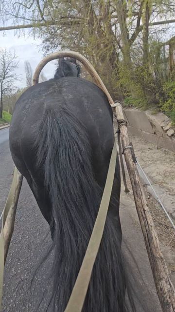 Как ехать по дороге лошади