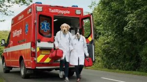 Мультик для детей, История маленького котика