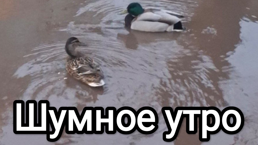 30-04-2026. Шумное утро.