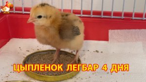 Цыпленок Легбар 4 дня от роду живет один в клетке
