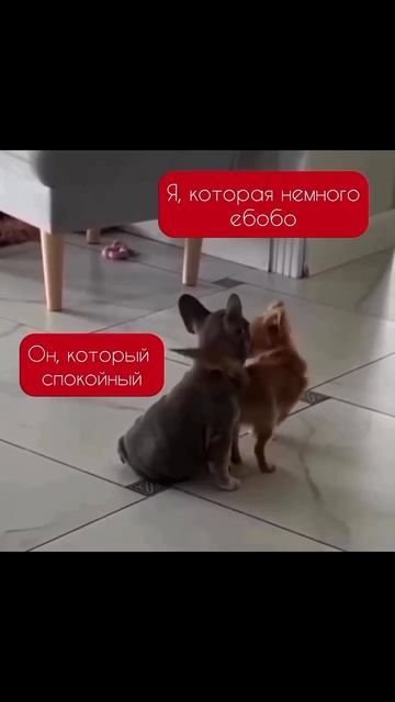 Видео от Департамент Вирусного Контента | ДВК