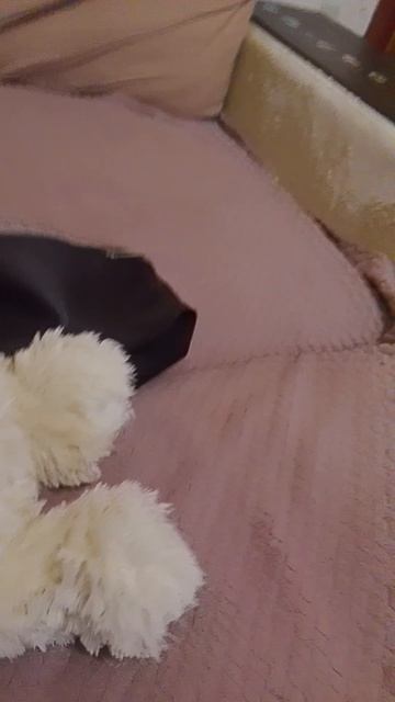 пов: когда ты принёс собаку домой