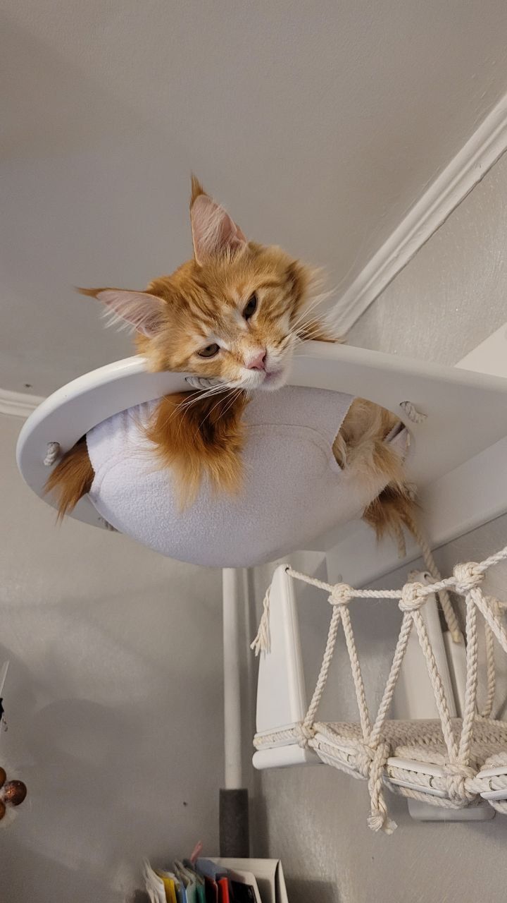 Мы Бобры- это лучшая мебель для кошек