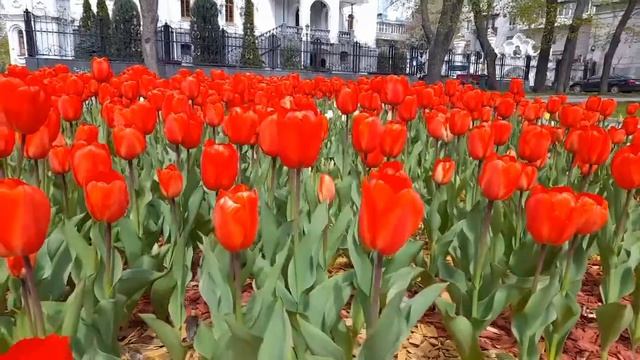ДАРЮ ВАМ ТЮЛЬПАНЫ ХАРЬКОВ АПРЕЛЬ 2026