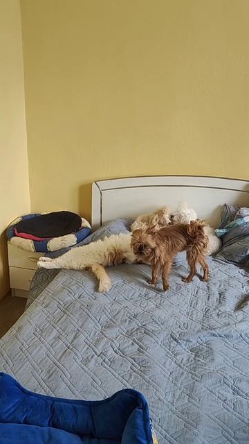 🫶🌟😺😻🐩🐕🐩