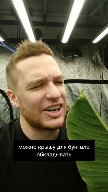 🍌Бананы на JetPot гидропонике.