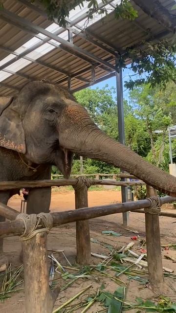 Слон ест арбуз