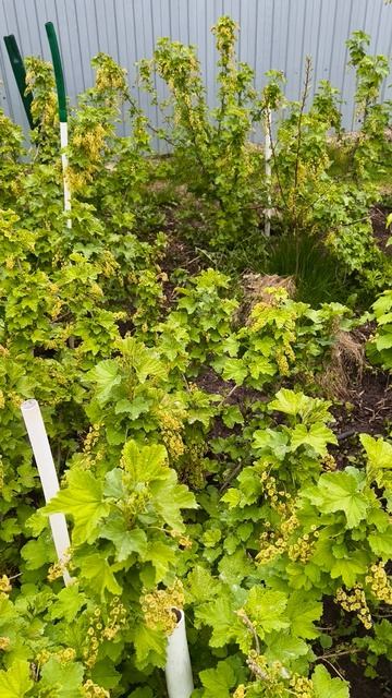 смородина после обработки 30 апреля #теплица #дача #садоводничество #огород #уходзатеплицей