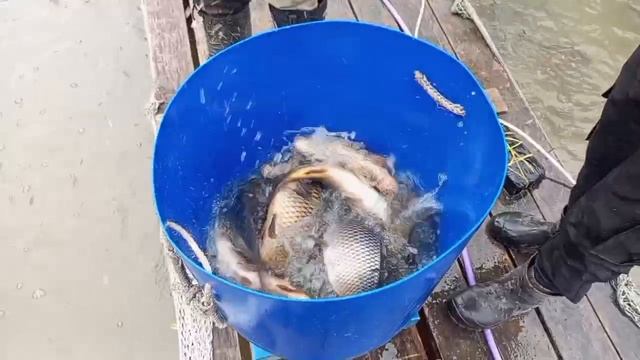 Запуск 100 кг. карпа в основную зону