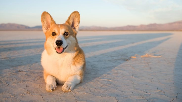 Приключения Корги серия 4