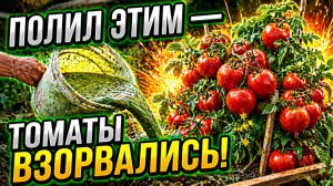 СНЫТЬ И ЛЕБЕДА — БЕСПЛАТНОЕ ЗОЛОТО: Томаты завалят урожаем после этой подкормки