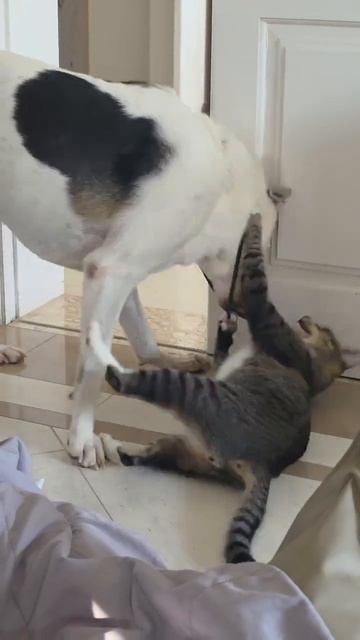 Вот ты и попался, Тузик