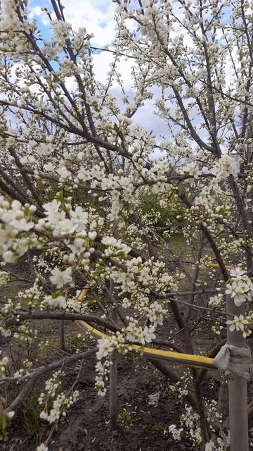 Цветёт слива и шарафуга.