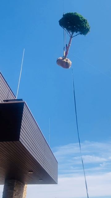 Доставка и посадка дерева