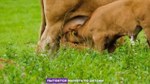 🐶Домашние ЖИВОТНЫЕ и их ДЕТЁНЫШИ  | Учим Про жизнь животных.