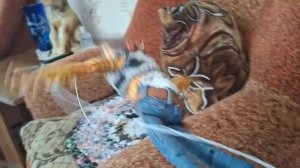 История игрушек в реальной жизни серия 31 сезон 4 комета