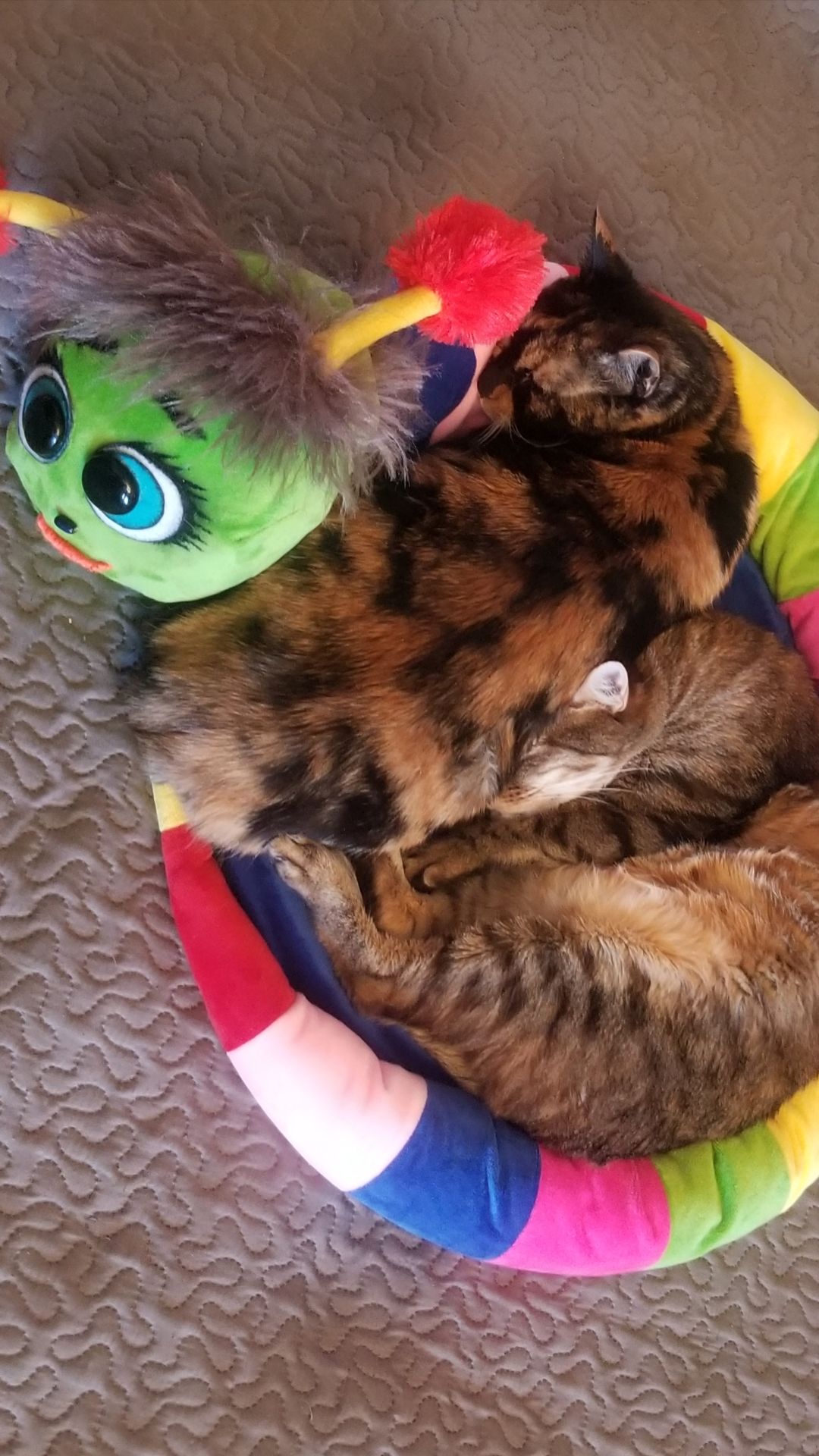 👉 Кошка грустила… пока не появилась МУРСЕНИЦА