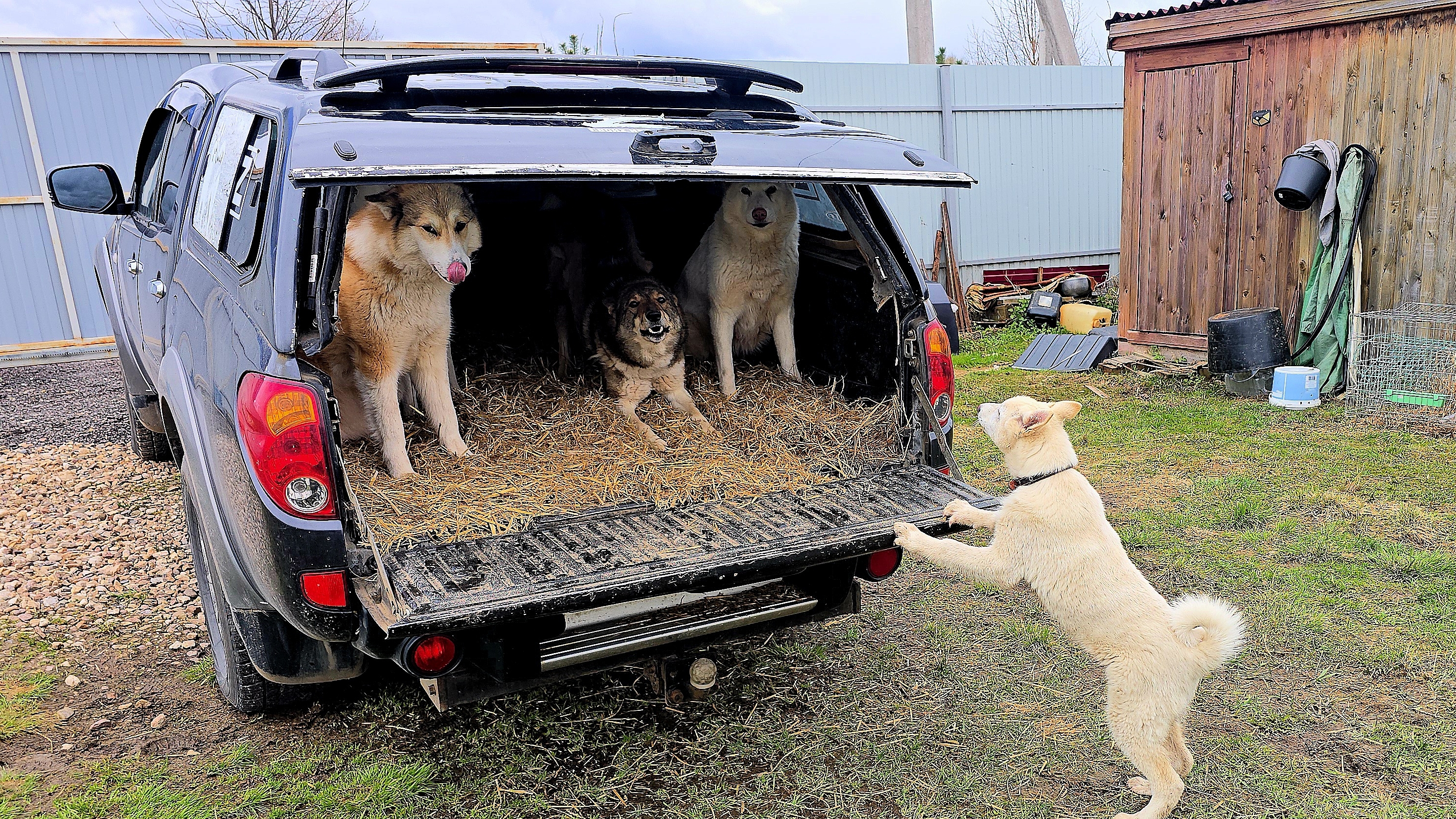 Первые попытки щенка