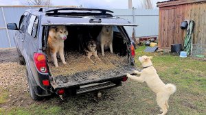 Первые попытки щенка