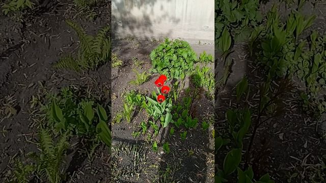 Один МИГ из жизни Челябинска.