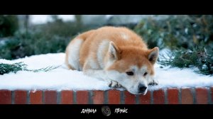 Данила Прайс - Про собак и некоторых людей | Хатико - Самый Верный Друг