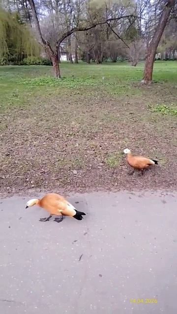 Огари 14.04.2026