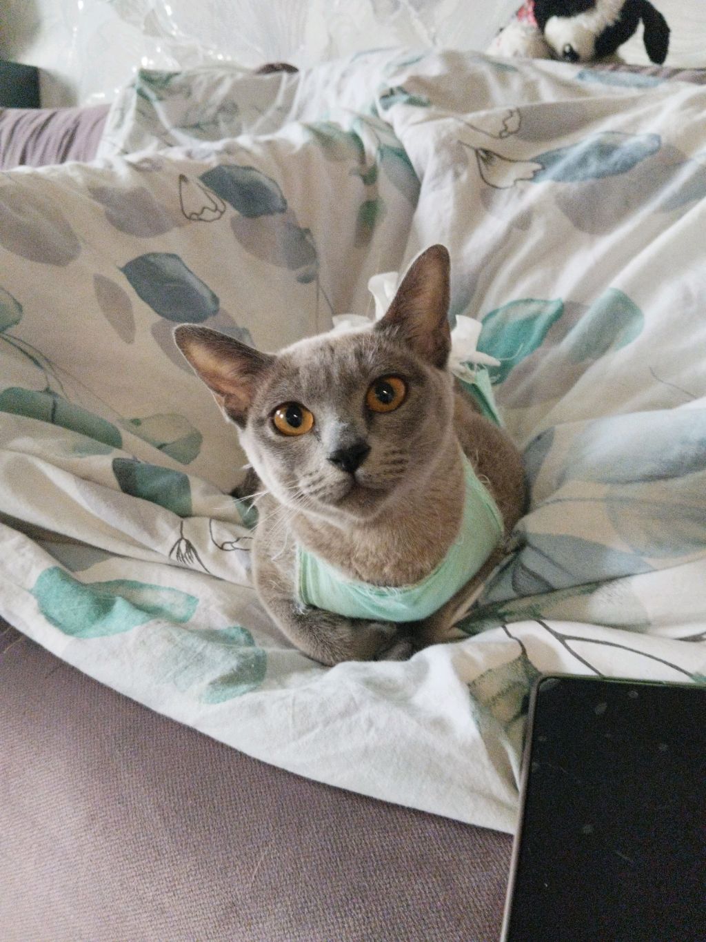 трансляция, грустная новость 🥺