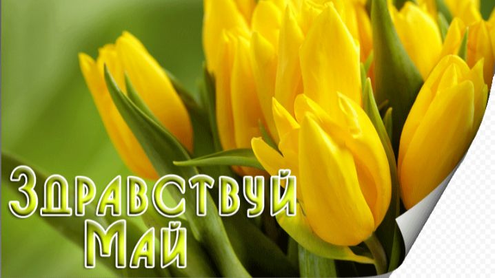Здравствуй Май!