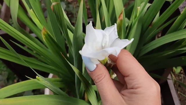 Выращивания гладиолусов в напольных горшках.