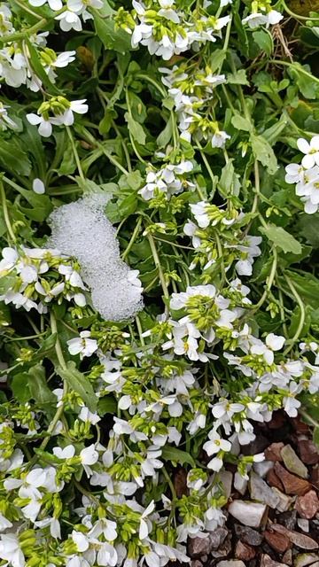 После снегопада цветы живы! 30-04-2026