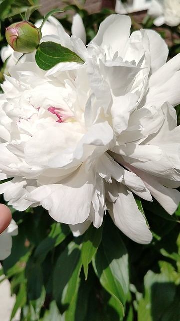 #Пион 'Фестива Максима' от моей бабули Лизоньки. Наш сад 2025