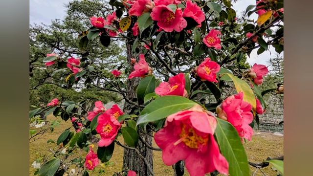 111.Апрель, Япония в цветах 🌿🌺.