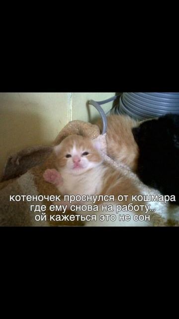 Трудный выбор) Приколы с котами