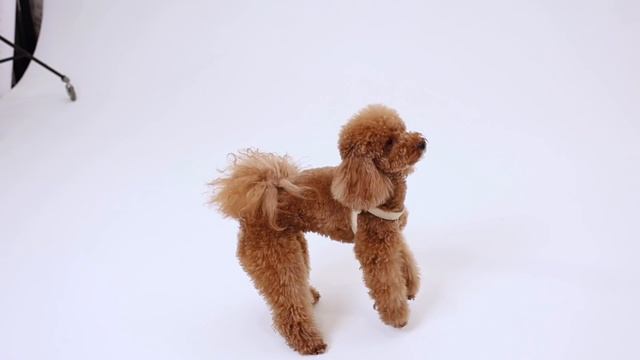 Шлейка для собак Tesoro Collezione