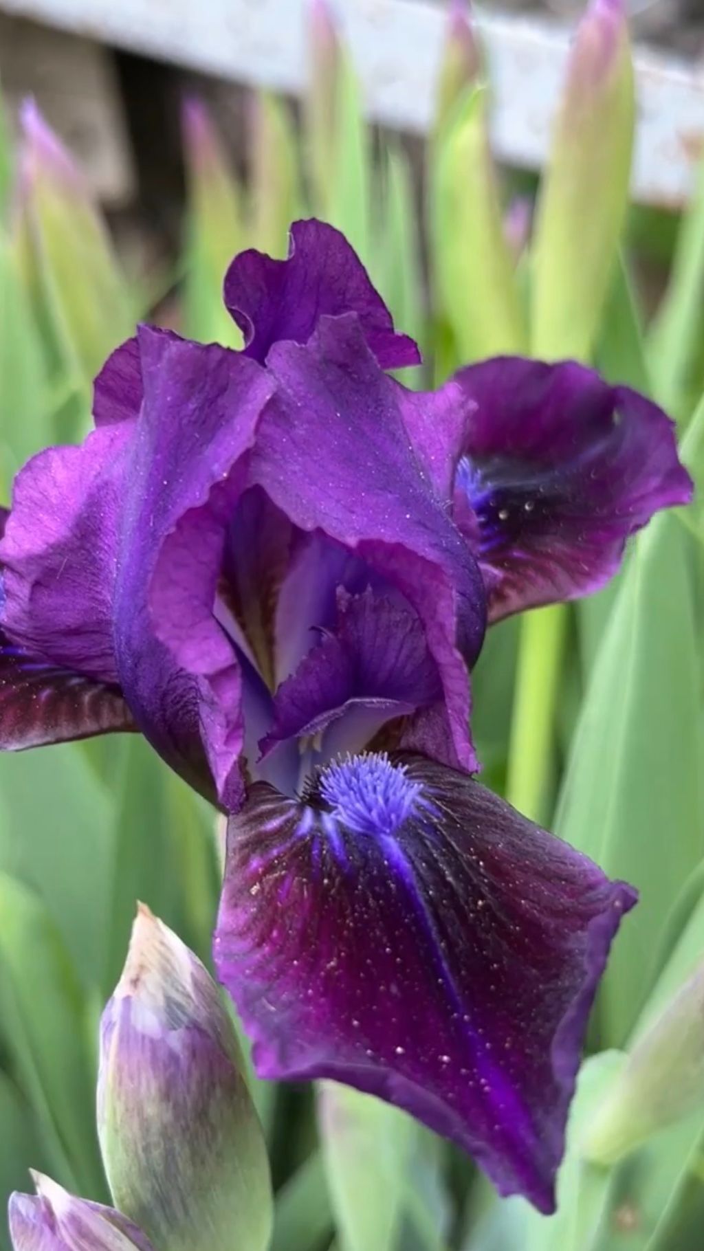 Сад здоровья в Азове