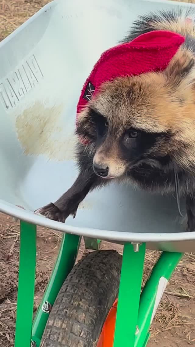 На ферме с ветерком! #животные #ферма #енотовиднаясобака #лиса #енотка #стройка #питомец #хвост