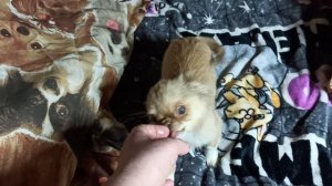 Мари Мистик Геркулес нашёл НОВЫЙ дом 30/04/26 есть другие щенки+79215950848 #купить_чихуахуа_продаю