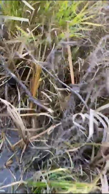 В память о моей любимой Дейме. Как же мне тебя не хватает, моя радость. Ты всегда в моем сердце.