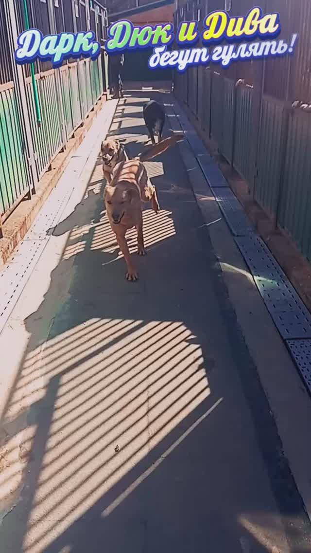 Выпускай!!!  Приют в Малинках приютдляживотных