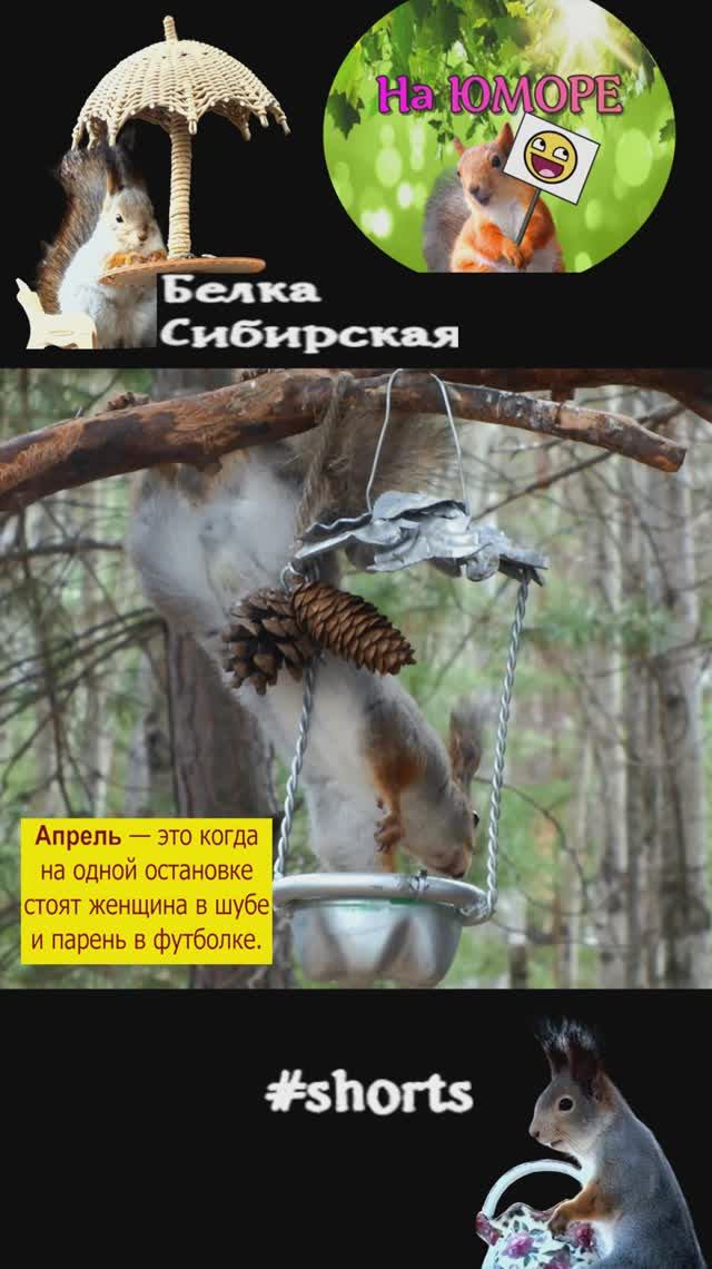 Белка скоро порыжеет, а пока...