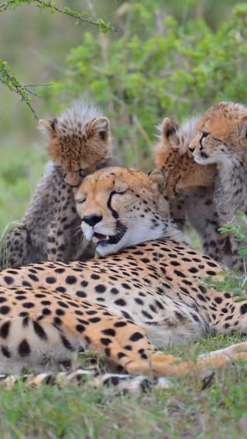 Котятки с мамой