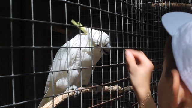 Давай-давай