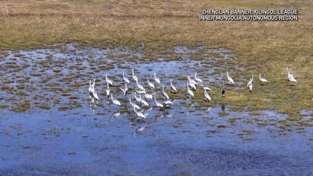 🐦Миграция птиц во Внутренней Монголии