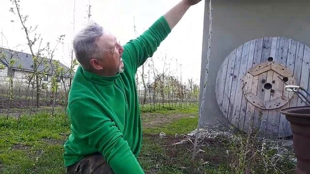 Формировка и выбор саженца черешни перед посадкой