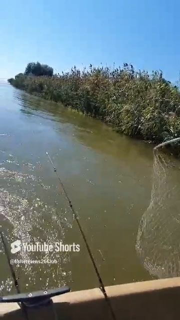 #рыбалка #Астраханская область #рыбалканасома #жерех