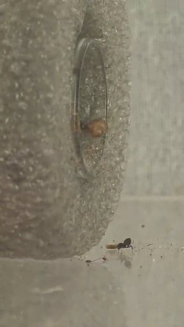 Crematogaster Castanea затаскивают таракана