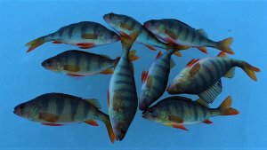 ЗАКРЫТИЕ ЗИМНЕЙ РЫБАЛКИ НА ЯМАЛЕ! ДИКОЕ МЕСТО, СОТНИ ЛУНОК А ОКУНЬ НАС НЕ ЖДАЛ)...