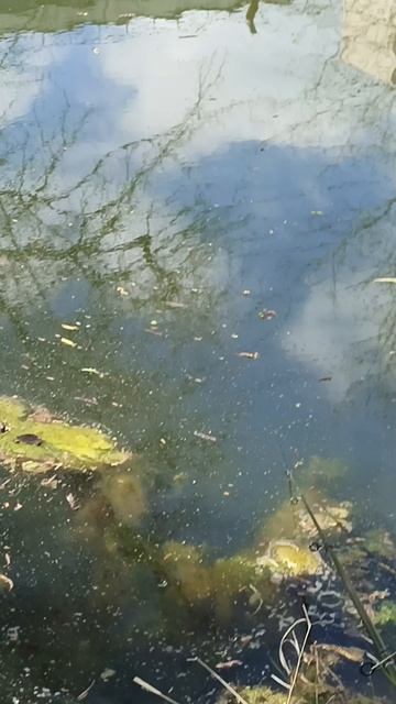 рыбалка на поплавок